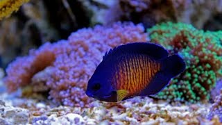 Coral Beauty Angelfish ANGEL KENEDYReef Safe [upl. by Cindee]