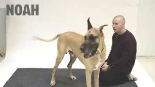 How Dogs react to Human Barking [upl. by Ziza]