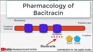 Bacitracin Pharmacology and Mechanism of Action bacitracin pharmacology antibiotics [upl. by Jasun]