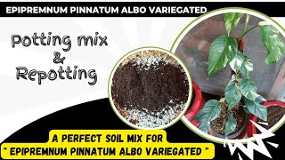 A perfect soil mix for epipremnum pinnatum albo variegated  Repotting of epipremnum pinnatum albo [upl. by Senskell619]