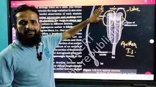 Stamensporangiumsexual reproduction in flowering plants [upl. by Cirre]