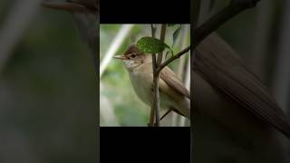 Burung ini tidak bisa ditipu burung Kedasih hewan [upl. by Mudenihc119]