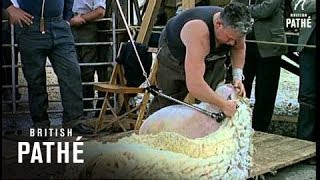 Sheep Shearing 1964 [upl. by Ladew]