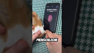 Meerschweinchen kann Handy entsperren 😂 [upl. by Stefan547]