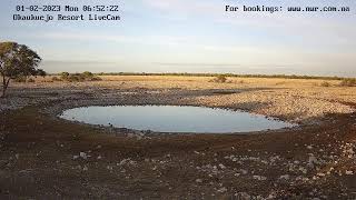 Okaukuejo Resort Wildlife Waterhole Live camera stream in the Etosha National Park in Namibia [upl. by Damon]