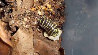 Armadillidium maculatum quotYellowquot Morph Showcase [upl. by Devondra]