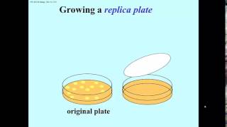 Replica plating to identify recombinant clones [upl. by Nodababus]