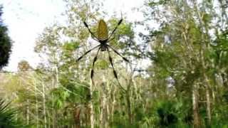 Nephila clavipes [upl. by Nnainot]