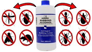 Rubbing Alcohol Pest Elimination Hacks For ANTS MICE FLIES WEEDS SPIDERMITES TICKS BEDBUGS [upl. by Arukas]