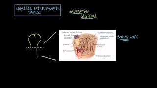 Kemiğin Mikroskobik Yapısı  Haversian Sistemi Sağlık ve Tıp [upl. by Rotsen363]