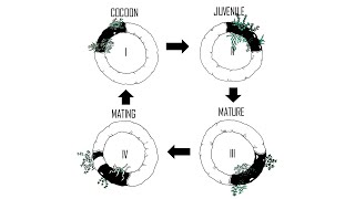 What are the 4 Life Stages of Red Wigglers Composting worms Egg to Egg [upl. by Dnalrah]