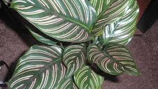 How to Care indoor plant in summer  how to grow Calathea Ornata plant [upl. by Methuselah]