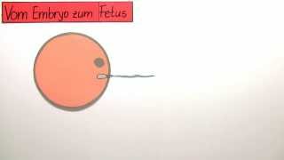 Vom Embryo zum Fetus  vorgeburtliche Entwicklung  Biologie  Humanbiologie [upl. by Piane]