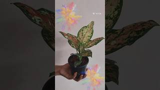 🪴🪴🪴Aglaonema Tricolor plant for sale shortvideo support aglaonema plant gardenplant [upl. by Ennove]