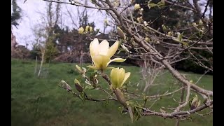 Yellow magnolias are out at Caerhays [upl. by Ahsikyt]