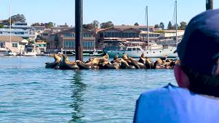 Harbor seals at Morro Bay State Marine Recreation Management Area Morro Bay California [upl. by Eddana]