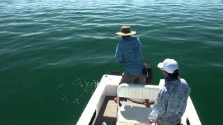 Exmouth Fly Fishing  Golden Trevally [upl. by Ennovihc507]