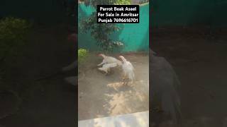 Parrot Beak Aseel Long Tail for Sale 7696616701 [upl. by Pallaten]