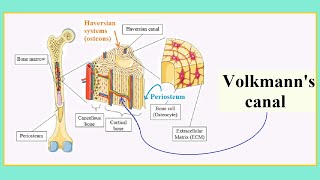 Volkmanns canal [upl. by Rotman]