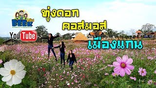 หนาวนี้ที่เมืองแกนกับทุ่งดอกคอสมอส สุดยอดความสวยงามเมืองสวรรค์บนดิน Cosmos Flower at Muang Gan [upl. by Aihsakal]