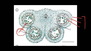 Sexual reproduction in flowering plants  Class 12th NCERT [upl. by Condon]