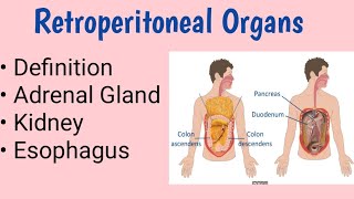 Retroperitoneal Organs [upl. by Anetsirhc]