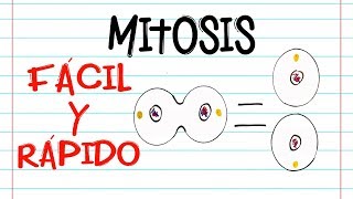 🌐 División celular MITOSIS 🔬  FASES  Fácil y Rápido  BIOLOGÍA [upl. by Elkraps]