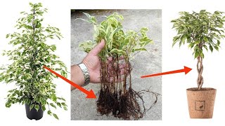 How to grow Ficus Benjamina from cutting from in sand branch very easy  قلمه زدن بنجامین [upl. by Otilia]