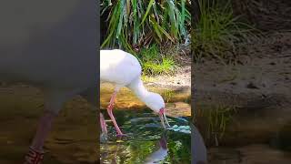 Spoonbills of Planckendael ZOO Mechelen Belgium Pls subscribe my channel thankszooplanckendael [upl. by Rance]