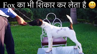 दुनिया का सबसे बड्डा शिकारी Fox Terrier 😬😬😬 [upl. by Aynek]