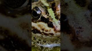 Intriguing Insights into Pond Frogs Life Cycle Diet and Adaptations [upl. by Yerga]