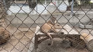 BIENVENIDOS AL ZOOLÓGICO ANTONIO ZENDEJAS EN LA PIEDAD MICH 🦁🥰 [upl. by Ahtabbat136]