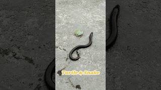 First Time Turtles and snake🐍🐢 turtle fish shorts snake babyturtles [upl. by Ramar594]