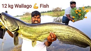 12 kg Big Wallago Pathan Fish catching Video  Traditional Fishing Techniques  Fishing [upl. by Abernathy]