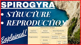 Chlorophyta Green Algae  Scalariform Lateral Conjugation Reproduction in Spirogyra Diagram NEET [upl. by Annid]