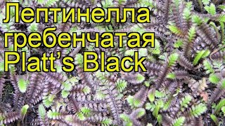 Лептинелла гребенчатая Платтс Блэк Краткий обзор описание leptinella pectinata Platt’s Black [upl. by Garrot]