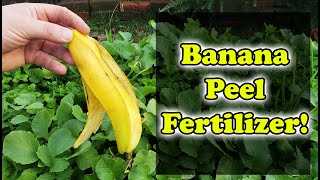 How to Easily make banana peel fertilizer for any plants [upl. by Legnaros924]