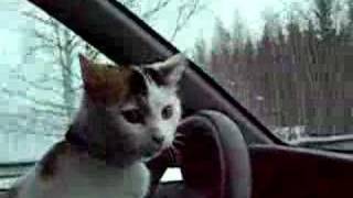 How to remove a cat from the car engine [upl. by Ahtiek109]