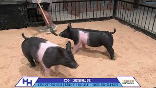 125 CROSSBRED GILT  Heimer Hampshires Sept 23 2024 Sale [upl. by Moriah]