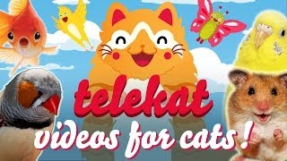 The Greatest Video For Cats Ever Told  Telekat ‥ [upl. by Danna]