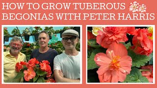 How to grow amp propagate Tuberous Begonias with expert Peter Harris [upl. by Aneetsyrk]