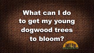 QampA – How do I get my dogwood tree to bloom [upl. by Thorbert]