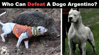 6 Dogs That Could Defeat a Dogo Argentino [upl. by Yenruoj]