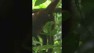 Exploring Corcovado Part 2 learn corcovado nationalpark costarica osapeninsula [upl. by Dnomad]