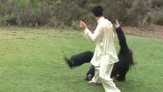 Tai Chi Application in Traditional Yang Long Form 1 [upl. by Rebel]