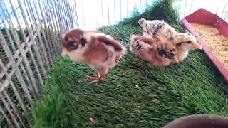 146VideosGreater ESTONG LoftMale and Female Pigeons [upl. by Dallman]