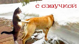 Приколы с котами Самые смешные животные С ОЗВУЧКОЙ Я РЖАЛ И ЛОПНУЛ [upl. by Buyer]