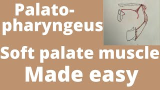 Palatopharyngeus  soft palate muscle  soft palate anatomy [upl. by Ettelocin]