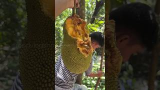 Jackfruit Harvesting From Tree😱 shorts [upl. by Anwahsit]