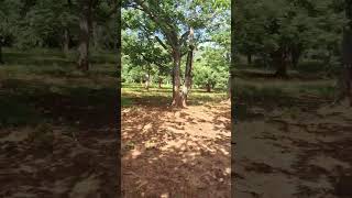 Kapok Tree Plant  പഞ്ഞി മരം തോട്ടം youtube reels koposplayer nature keralavibes honey [upl. by Yzzik]